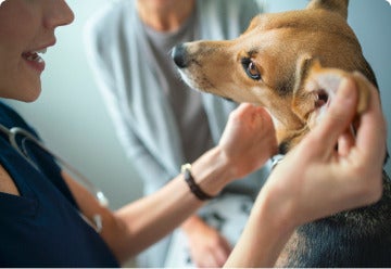 Contrôle vétérinaire santé chien