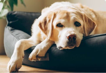 Signes d'une éventuelle sensibilité aux graisses chien